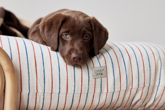 OYOY ZOO Kyoto Dog Cushion - Small Cushion 207 Mellow