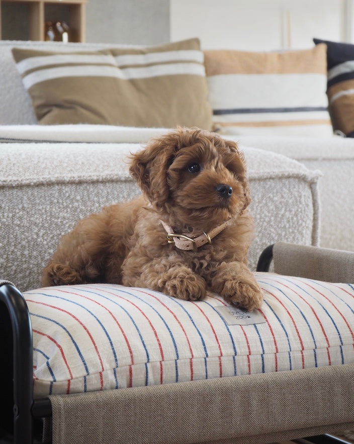 Perry Dog Collar - Mellow - M