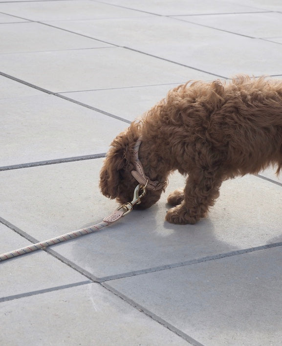 Perry Dog Collar - Mellow - L