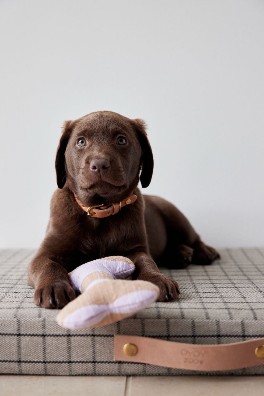 Robin Dog Collar - Nature - S