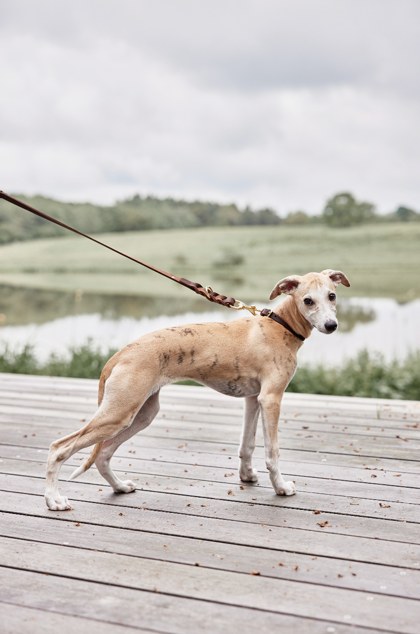 Robin Dog Leash - Choko