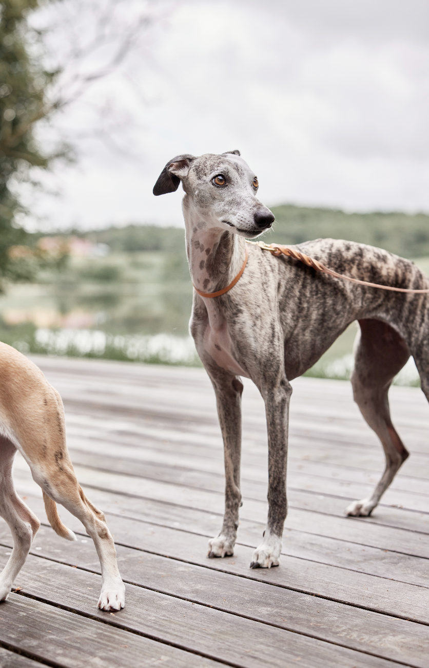 Robin Dog Collar - Nature - M